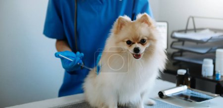 Téléchargez les photos : Veterinarian doctor and Pomeranian puppy at veterinary ambulance. in veterinary clinic - en image libre de droit