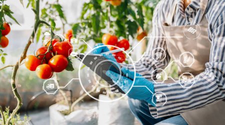 Téléchargez les photos : Fermier intelligent en utilisant l'application par les concepts de comprimés légumes modernes et la tomate en serre. et l'icône visuelle.Agriculture martienne - en image libre de droit