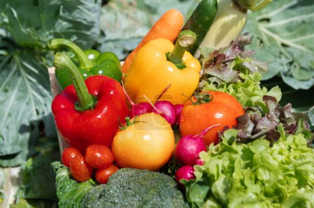 Téléchargez les photos : Crate filled with fresh organic vegetables in sunlight - en image libre de droit