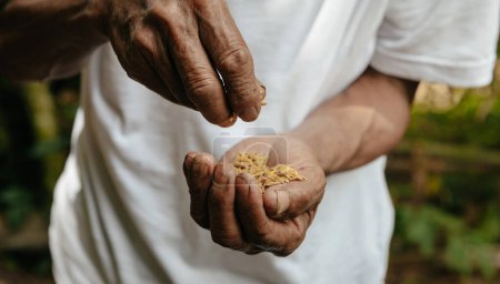 Foto de Close up  hand holding on seeds ,Seeding,Seedling,Agriculture. rice seeds - Imagen libre de derechos
