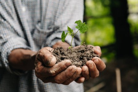Téléchargez les photos : Man hands grabbing earth with a plant.The concept of farming and business growth. - en image libre de droit