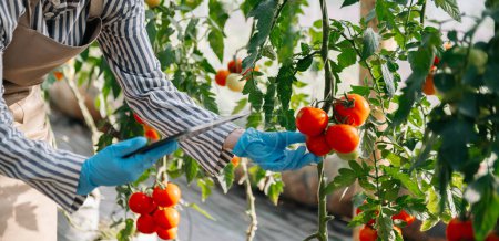 Foto de Agricultor utiliza tableta de control de producción para monitorear verduras de calidad y tomate en invernadero. Agricultor inteligente que utiliza una tecnología para estudiar - Imagen libre de derechos