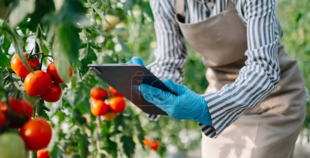 Foto de Agricultor utiliza tableta de control de producción para monitorear verduras de calidad y tomate en invernadero. Agricultor inteligente que utiliza una tecnología para estudiar - Imagen libre de derechos