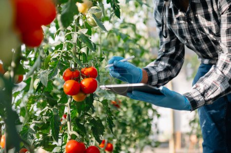 Téléchargez les photos : Agriculteur homme regardant tomates biologiques en serre, Les agriculteurs travaillant dans l'agriculture intelligente - en image libre de droit