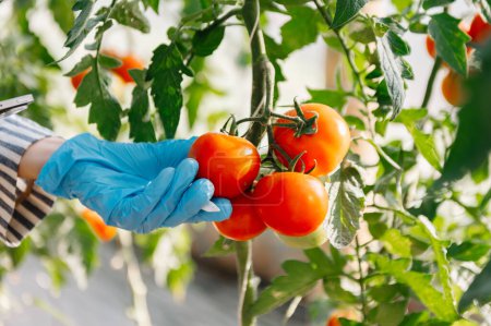 Téléchargez les photos : Une agricultrice tient une récolte de tomates dans ses mains. Serre sélective, focus. - en image libre de droit