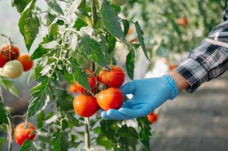 Foto de Una mujer agricultora tiene una cosecha de tomates en sus manos. Invernadero selectivo, enfoque. naturaleza - Imagen libre de derechos
