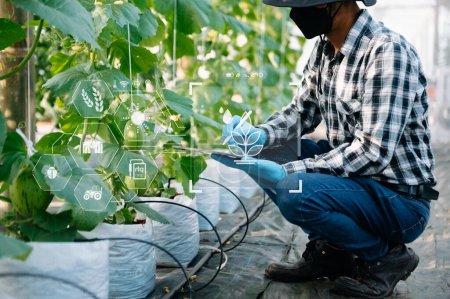 Foto de Agricultor inteligente utilizando aplicación por tableta, verduras modernas y tomates en invernadero. e iconos visuales.Smart agricultura - Imagen libre de derechos