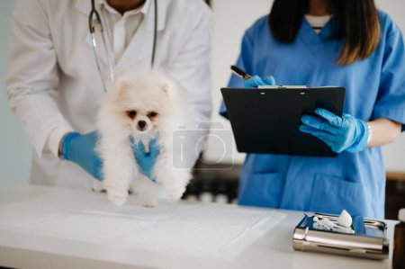 Foto de Médicos veterinarios y cachorro de Pomerania en ambulancia veterinaria - Imagen libre de derechos