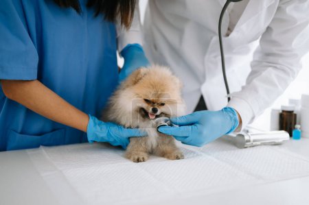 Téléchargez les photos : Chien poméranien lors d'un rendez-vous en clinique vétérinaire - en image libre de droit