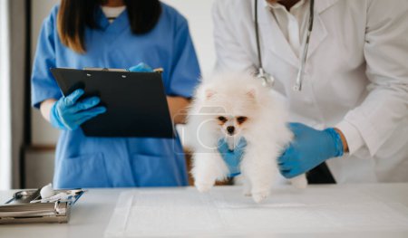 Foto de Pomeranian perro recibiendo la inyección con la vacuna durante la cita en la clínica veterinaria - Imagen libre de derechos