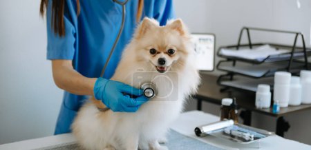 doctor  examining  Pomeranian dog in a veterinary clinic.