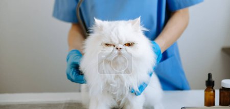 Photo for Vet examining cat with stethoscope in animal hospital - Royalty Free Image