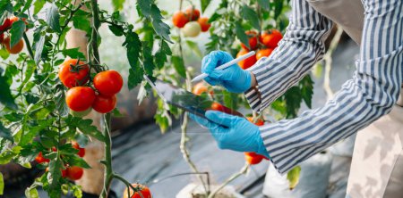 Foto de Agricultura agricultor utiliza tableta de control de producción para controlar los tomates de calidad en invernadero. Agricultor inteligente que utiliza una tecnología para estudiar - Imagen libre de derechos