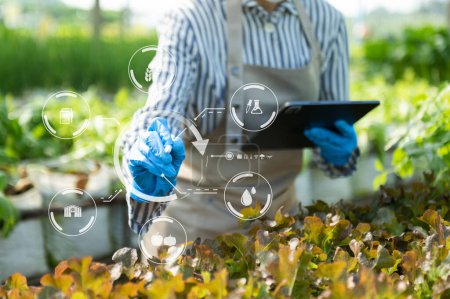 Téléchargez les photos : Femme jardinage laitue à la ferme avec processus de croissance et formule chimique sur fond vert. Avec icône VR - en image libre de droit