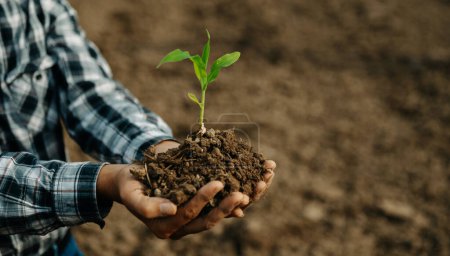 Téléchargez les photos : Vieil homme tenant des semis, pour les soins et les semences, nouveau concept de vie. - en image libre de droit