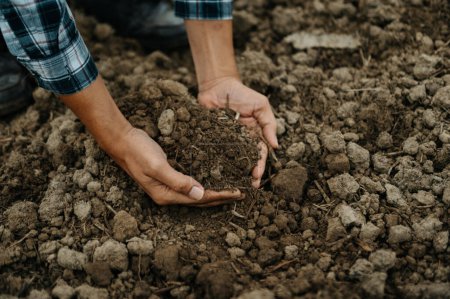 Photo for Old man farmer holding soil in  hands - Royalty Free Image