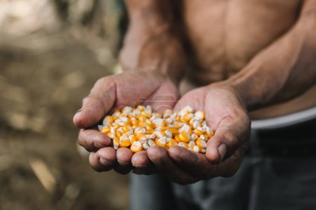 Téléchargez les photos : Grain de maïs mûr jaune dans les mains de vieux fermiers avec fond de ferme - en image libre de droit