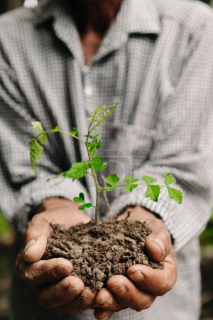 Photo for Male hands holding soil with a plant. The concept of farming and business growth - Royalty Free Image