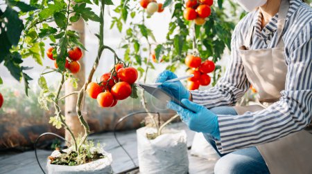 Téléchargez les photos : Agriculteur asiatique femme regarder tomates biologiques, en utilisant tablette numérique en serre - en image libre de droit