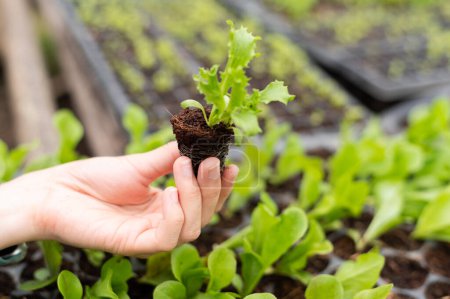 Téléchargez les photos : Close-up of a man hands gardening lettuce in farm - en image libre de droit