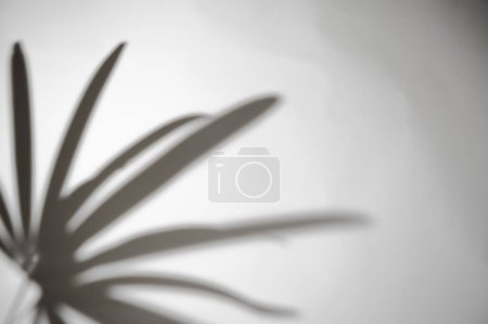 Téléchargez les photos : Mouvement de la feuille de palmier d'ombre dans le vent soufflant superposition sur fond flou mur blanc, concepts été noir et blanc - en image libre de droit