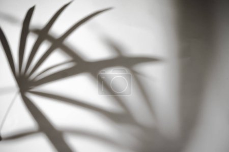 Foto de Movimiento de la hoja de palma sombra en el viento soplado superposición sobre fondo borroso pared blanca, conceptos verano blanco y negro - Imagen libre de derechos