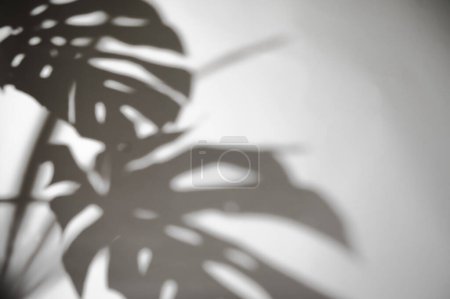 Téléchargez les photos : Ombres feuille de monstère sur les plantes de béton absorbent les toxines sur fond flou mur blanc, - en image libre de droit