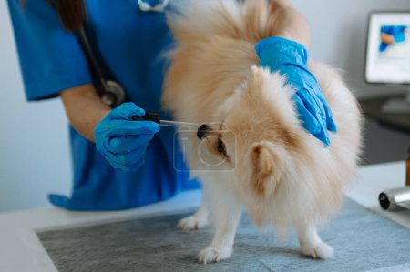 Téléchargez les photos : Chien poméranien se faire injecter le vaccin lors d'un rendez-vous en clinique vétérinaire - en image libre de droit