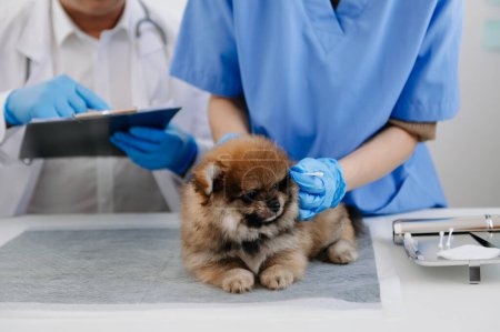 Foto de Dos doctores examinando cachorros. Concepto de medicina veterinaria. Pomeranian en una clínica veterinaria - Imagen libre de derechos