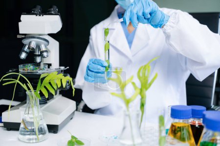 Photo for Biologist taking experiment with plants working in biochemistry laboratory - Royalty Free Image