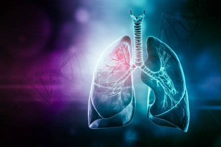 Menschliche Lungen mit Luftröhre und Bronchien 3D-Darstellung mit Kopierraum. Anatomie, Medizin und Gesundheitswesen, Biologie, Medizin, wissenschaftliche Konzepte.
