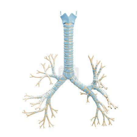 Foto de Árbol bronquial preciso con traquea y cartílago tiroideo Ilustración 3D sobre fondo blanco. Diagrama anatómico en blanco o carta de los bronquios de los pulmones humanos. Concepto médico y anatomía. - Imagen libre de derechos