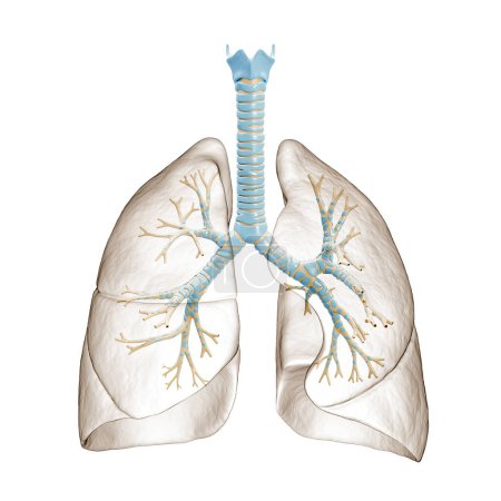 Foto de Pulmones humanos con árbol bronquial o tráquea con ilustración de representación bronquial 3D. Diagrama anatómico en blanco o gráfico sobre fondo blanco. Médico, salud, concepto de ciencia. - Imagen libre de derechos