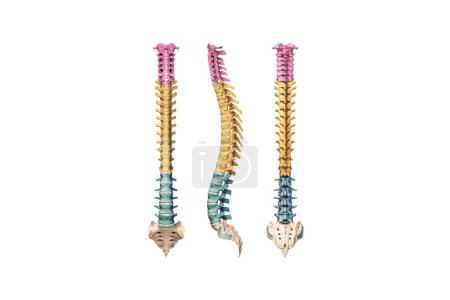 Columna vertebral humana o columna vertebral con vértebras de color aisladas sobre fondo blanco ilustración de representación 3D. Vistas anteriores, laterales y posteriores. Anatomía, diagrama médico, osteología, concepto de ciencia.