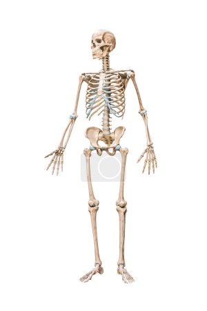 Vorderseite des präzisen vollständigen menschlichen männlichen Skeletts 3D-Rendering-Illustration isoliert auf weiß mit Kopierraum. Anatomie, unbeschriebenes medizinisches Diagramm, Skelettsystem, Wissenschaft, Biologiekonzept.