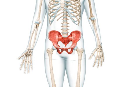 Beckengürtel oder Becken, Kreuzbein und Steißbein in Farbe mit Körper 3D-Darstellung isoliert auf weiß mit Kopierraum. Anatomie des menschlichen Skeletts, medizinisches Schema, Konzept des Skelettsystems.