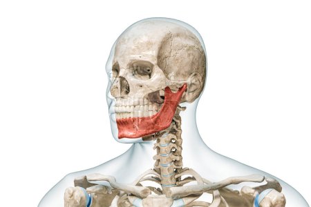 Mandible or lower jaw or Jawbone in red color with body 3D rendering illustration isolated on white with copy space. Human skeleton anatomy, medical diagram, osteology, skeletal system, concepts.