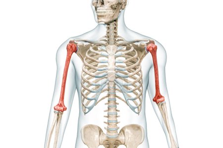 Humerus Arm Knochen in roter Farbe mit Körper 3D-Darstellung isoliert auf weiß mit Kopierraum. Anatomie des menschlichen Skeletts, medizinisches Diagramm, Osteologie, Skelettsystem, Wissenschaft, biologische Konzepte.