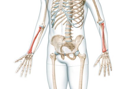 Radius forearm bone in red color with body 3D rendering illustration isolated on white with copy space. Human skeleton anatomy, medical diagram, osteology, skeletal system, science, biology concepts.