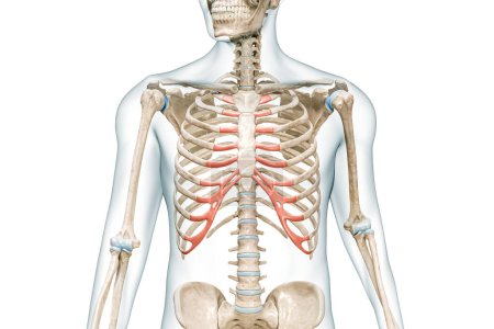 Rippenknorpel in roter Farbe mit 3D-Darstellung des Körpers isoliert auf weiß mit Kopierraum. Anatomie des menschlichen Skeletts, medizinisches Diagramm, Osteologie, Skelettsystem, Wissenschaft, biologische Konzepte.