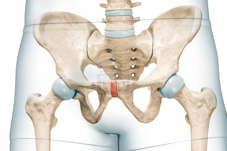 Schamsymphysenknorpel in roter Farbe mit 3D-Darstellung des Körpers isoliert auf weiß mit Kopierraum. Anatomie des menschlichen Skeletts und Beckens, medizinische Diagramme, Osteologie, Konzepte des Skelettsystems.