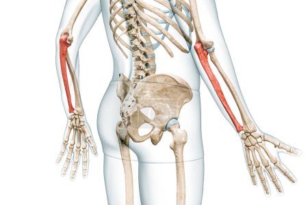 Ulna Unterarmknochen in roter Farbe mit Körper 3D-Darstellung isoliert auf weiß mit Kopierraum. Anatomie des menschlichen Skeletts und Arms, medizinische Diagramme, Osteologie, Konzepte des Skelettsystems.