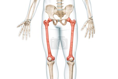 Femurknochen in roter Farbe mit 3D-Darstellung des Körpers isoliert auf weiß mit Kopierraum. Anatomie des menschlichen Skeletts und der Beine, medizinisches Diagramm, Osteologie, Skelettsystem, wissenschaftliche Konzepte.