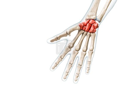 Carpals bones in red color with body 3D rendering illustration isolated on white with copy space. Human skeleton, hand and wrist anatomy, medical diagram, osteology, skeletal system concepts.