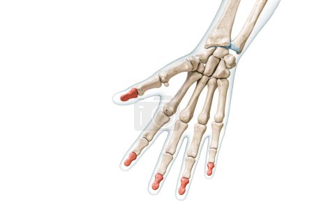 Foto de Huesos de falange distal en color rojo con ilustración de representación 3D corporal aislada en blanco con espacio de copia. Esqueleto humano, anatomía de manos y dedos, diagrama médico, osteología, conceptos del sistema esquelético. - Imagen libre de derechos