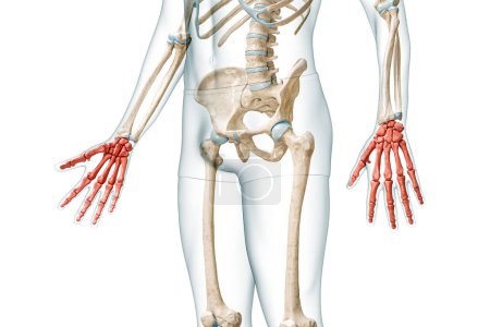Photo for Hands bones in red color with body 3D rendering illustration isolated on white with copy space. Human skeleton anatomy, medical diagram, osteology, skeletal system, science, biology concepts. - Royalty Free Image
