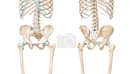 Becken oder Becken Gürtelknochen Vorder- und Rückseite Ansicht 3D-Rendering Illustration isoliert auf weiß mit Kopierraum. Anatomie des menschlichen Skeletts, medizinische Diagramme, Osteologie, Konzepte des Skelettsystems.