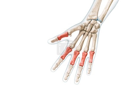 Foto de Huesos proximales de falange en rojo con ilustración de representación 3D corporal aislada en blanco con espacio de copia. Esqueleto humano, anatomía de manos y dedos, diagrama médico, osteología, conceptos del sistema esquelético. - Imagen libre de derechos