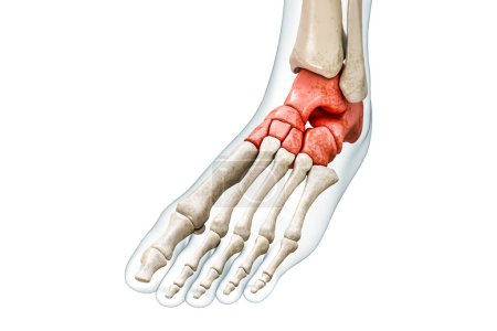 Tarsal bones or tarsus in red with body 3D rendering illustration isolated on white with copy space. Human skeleton, foot and ankle anatomy, medical diagram, osteology, skeletal system concepts.