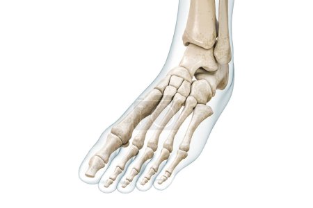 Fuß- und Zehenknochen mit Körperkonturen 3D-Rendering-Illustration isoliert auf Weiß mit Kopierraum. Anatomie des menschlichen Skeletts und der Beine, medizinische Diagramme, Osteologie, Konzepte des Skelettsystems.